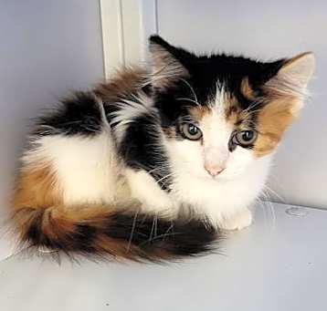 Photo of Chili