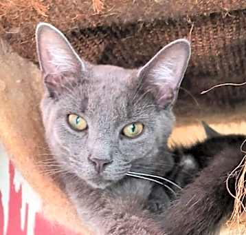 Photo of Silver