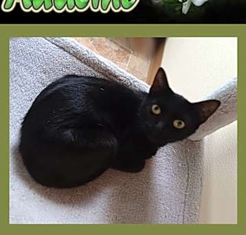 Photo of Adaline