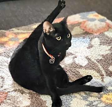 Photo of Salem