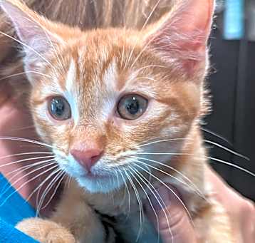 Photo of Cashew