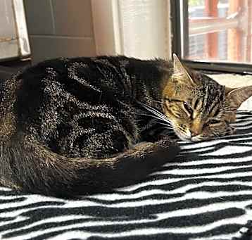 Photo of Sweetie