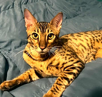Photo of Benji