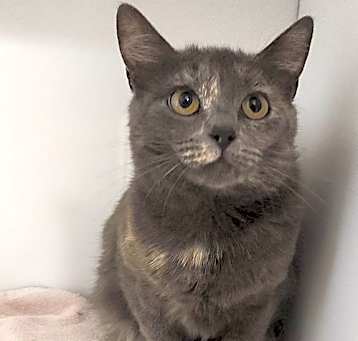 Photo of Savannah