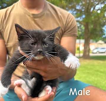 Photo of Kittens