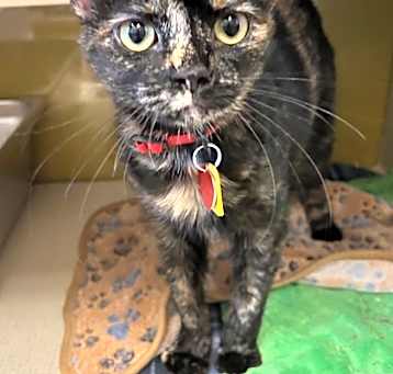 Photo of Miss Tortie -AVAILABLE -  BOND