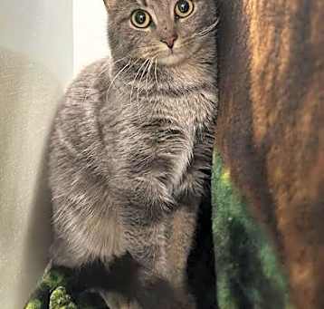 Photo of Frankie