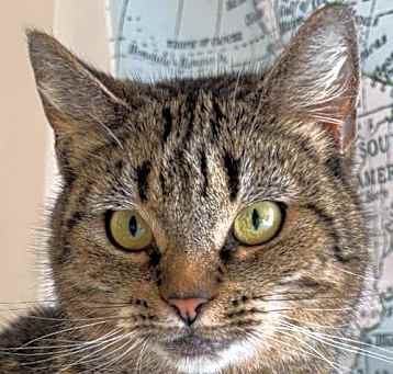 Photo of Grace Litchfield - needs a cat buddy, maybe Hope
