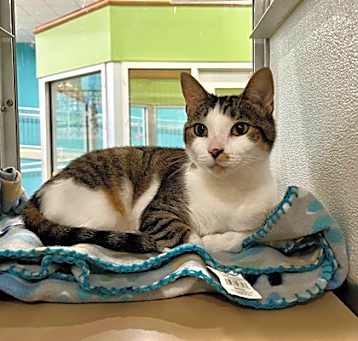 Photo of Mittens