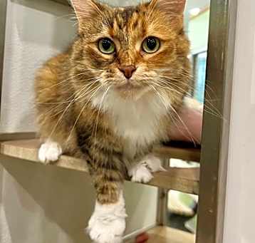 Photo of Caramel