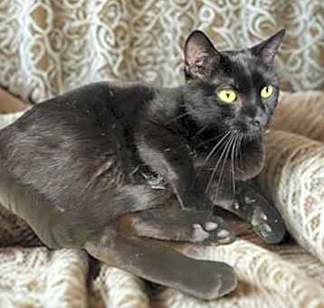 Photo of Beans
