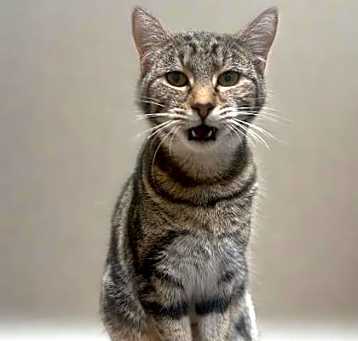 Photo of Meow Jr.