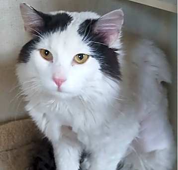 Photo of Pebbles