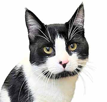 Photo of Oreo