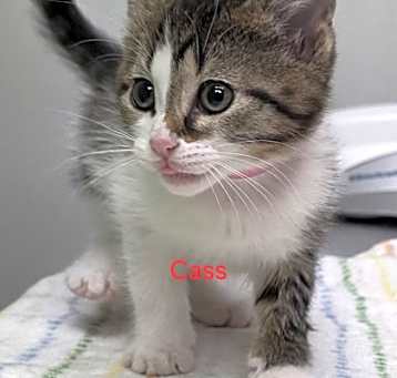 Photo of Cass