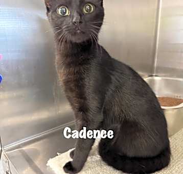 Photo of Cadence