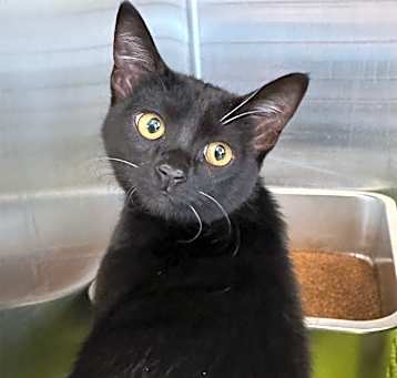 Photo of Onyx