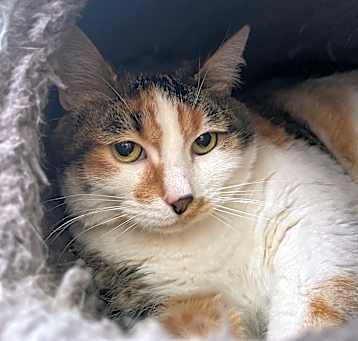 Photo of Foxy