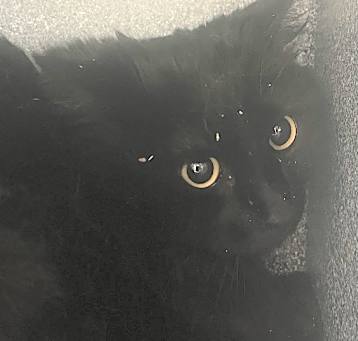 Photo of Fang