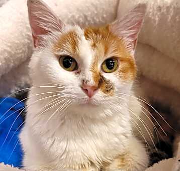 Photo of Daphne
