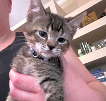 Photo of Panini Jones(purple collar)-RJ