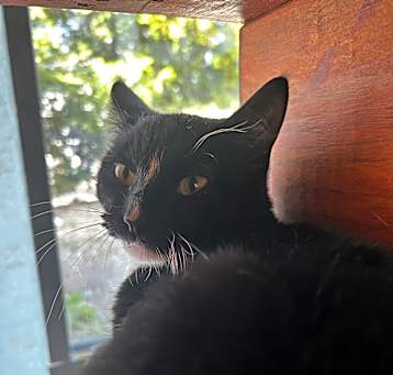 Photo of Tizzy