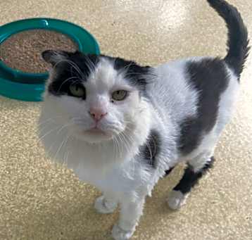 Photo of Catnip 