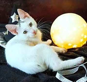 Photo of KITTEN WHIT