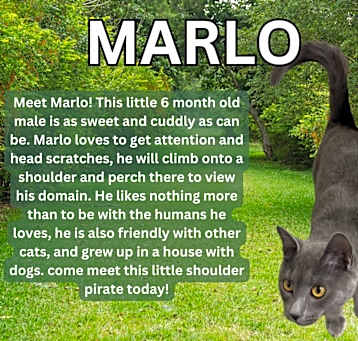 Photo of Marlo