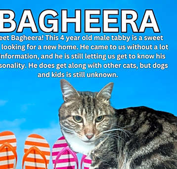 Photo of Bagheera