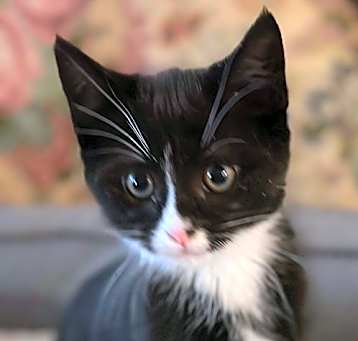 Photo of Blair
