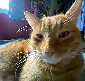 Photo of Cheeto