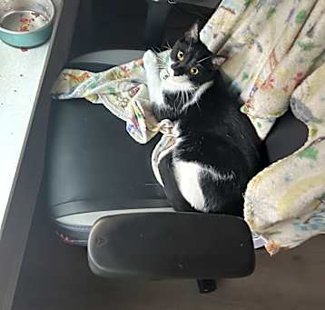 Photo of Sparrow