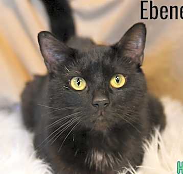 Photo of Ebenezer