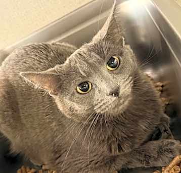 Photo of Little Grey - AVAILABLE - BOND
