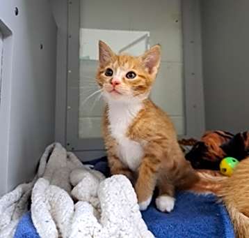 Photo of Taco