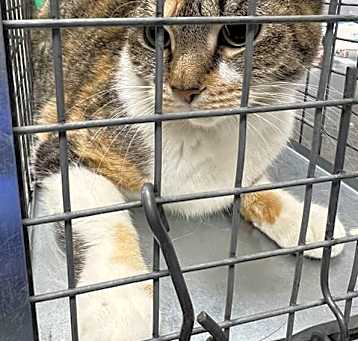 Photo of *BUTTERCUP