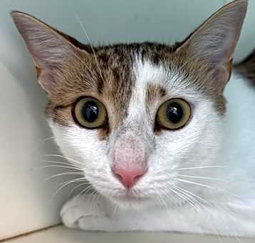 Photo of Lumi