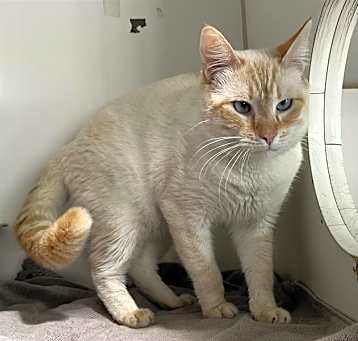 Photo of PHOENIX