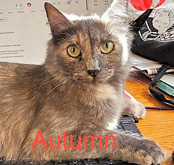 Photo of Autumn