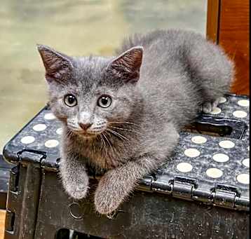 Photo of Frankie Sinatra