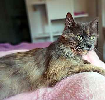 Photo of Hattie