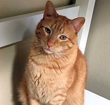 Photo of Corby
