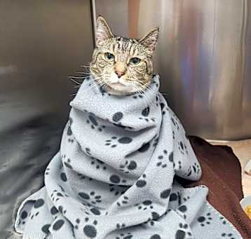 Photo of Nugget-fee sponsored
