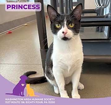 Photo of Princess