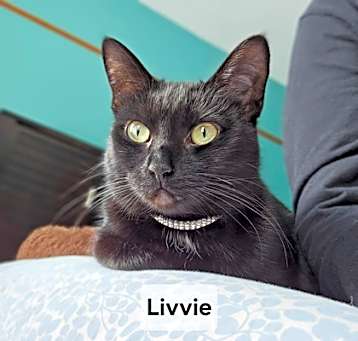 Photo of Livvie JC bonded w Liza