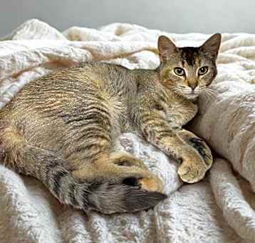 Photo of Biscuit