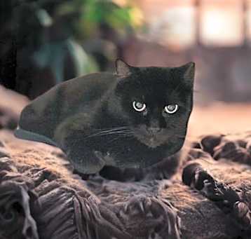 Photo of Blackie