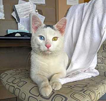 Photo of Dapper