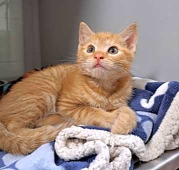 Photo of Tamale